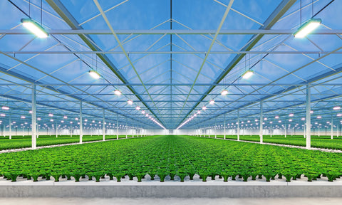 Willkommen bei Grow Masters – Dein Partner für Indoor-Gardening & Grow-Technik