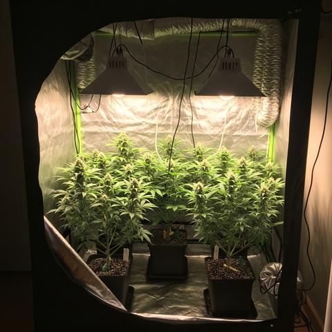 Willkommen bei Grow Masters – Dein Partner für Indoor-Gardening & Grow-Technik