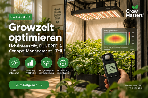 Growzelt optimieren – Lichtintensität, DLI, PPFD und Canopy-Management