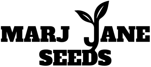Marj-Jane Cannabis Samen