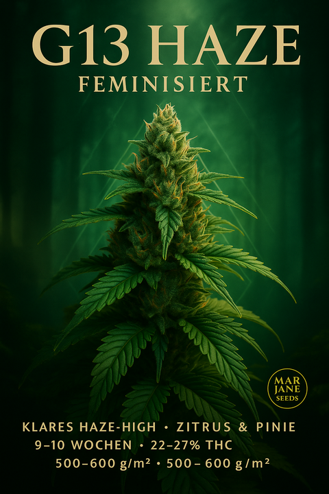 G13 Haze (Feminisiert)