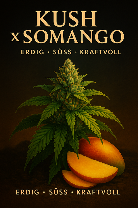 Kush x Somango (Feminisiert)