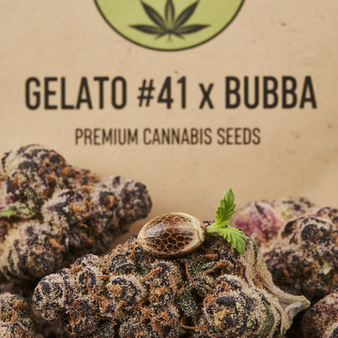 Gelato #41 x Bubba Hanfsamen (US Genetik)