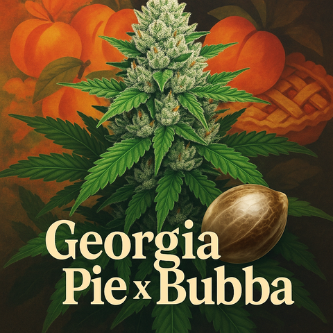 Georgia Pie x Bubba Hanfsamen (US Genetik)
