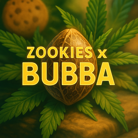 Zookies x Bubba Hanfsamen (US Genetik)