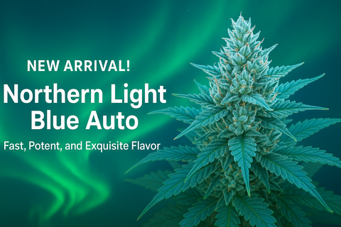 Northern Light Blue Auto Hanfsamen