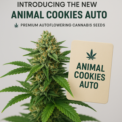 Animal Cookies Auto Hanfsamen