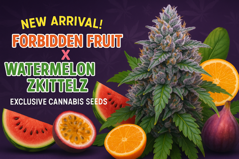 Forbidden Fruit x Watermelon Zkittelz Regular Hanfsamen