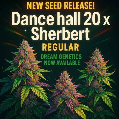 Dancehall 20 x Sherbert Regular Hanfsamen