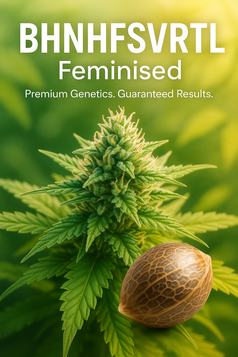 BHNHFSVRTL Feminisiert Hanfsamen