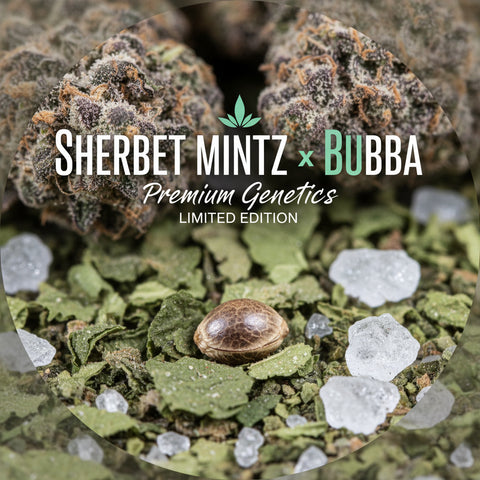 Sherbet Mintz x Bubba Hanfsamen(US Genetik)